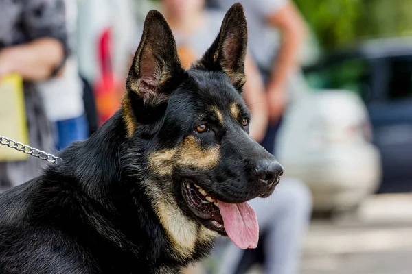 Güzel bir Alman çoban köpeğinin portresi. yakın plan