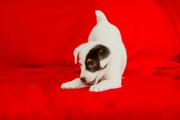 Hermoso Cachorro Jack Russell Terrier Crianza Primer Plano — Foto de Stock