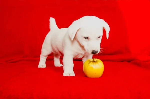 Vacker Valp Jack Russell Terrier Ras Närbild — Stockfoto