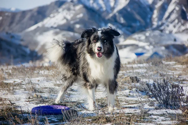 Young Border Collie Walk Mountains Winter Clear Day — Stock Photo, Image