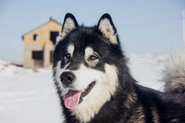 Vacker Hund Alaska Malamute Rasen Med Ett Uttrycksfullt Utseende Närbild — Stockfoto