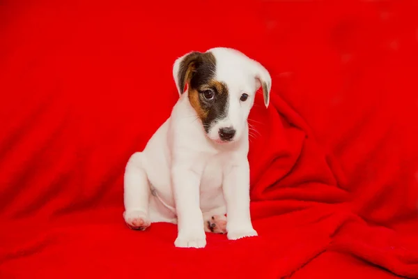 Piękny Szczeniak Rasy Jack Russell Terrier Zbliżenie — Zdjęcie stockowe