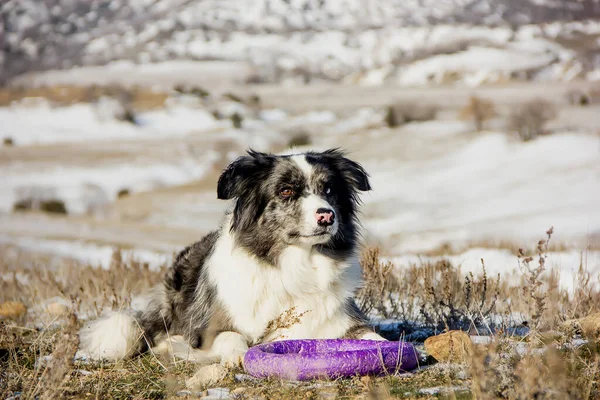 Young Border Collie Walk Mountains Winter Clear Day — Stock Photo, Image