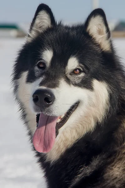 Belo Cão Raça Malamute Alasca Com Olhar Expressivo Close — Fotografia de Stock