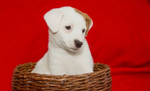 Mooie Pup Van Jack Russell Terrier Ras Close — Stockfoto