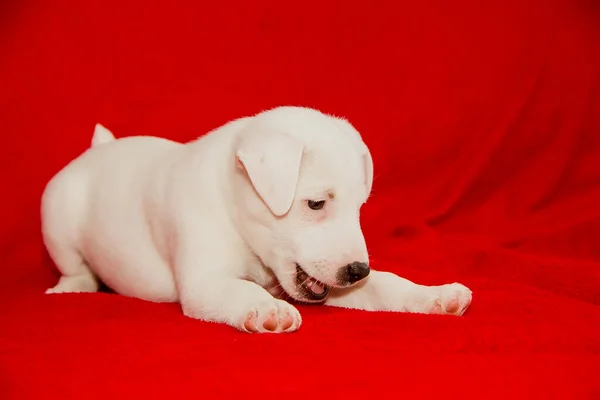 Hermoso Cachorro Jack Russell Terrier Crianza Primer Plano — Foto de Stock