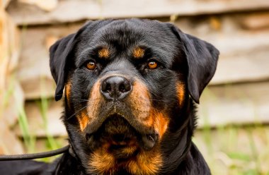 Rottweiler cinsinin genç ve güzel köpeği. portre