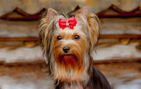 Portret Van Een Prachtige Decoratieve Hond Yorkshire Terrier Ras Close — Stockfoto