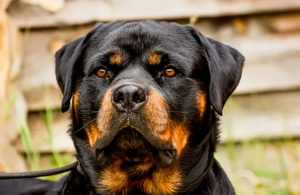 Młody Piękny Pies Rasy Rottweiler Portret — Zdjęcie stockowe