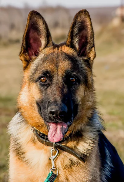 Perro Del Pastor Alemán Reproduce Con Una Mirada Expresiva Primer — Foto de Stock