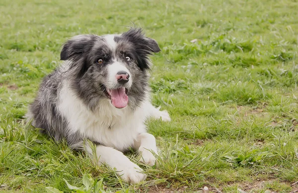 Hermoso Perro Collie Frontera Prado Verde Día Verano — Foto de Stock