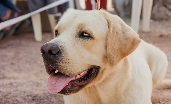 Dog Breed Labrador Retriever Met Een Expressieve Uitstraling Close — Stockfoto