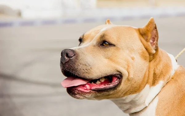 Perro Raza Staffordshire Terrier Con Mirada Expresiva Retrato —  Fotos de Stock