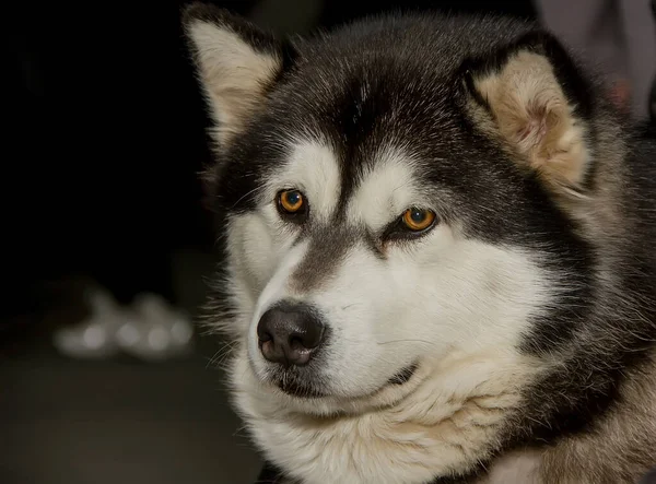 Belo Cão Raça Alasca Malamute Retrato Close — Fotografia de Stock