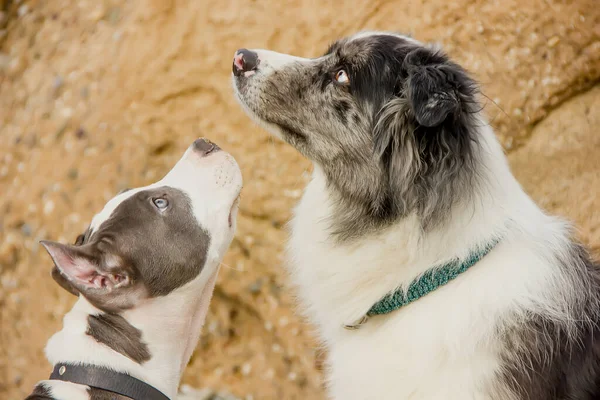 Border Collie ve American Staffordshire Terrier köpekleri yukarı bakıyor. yakın plan