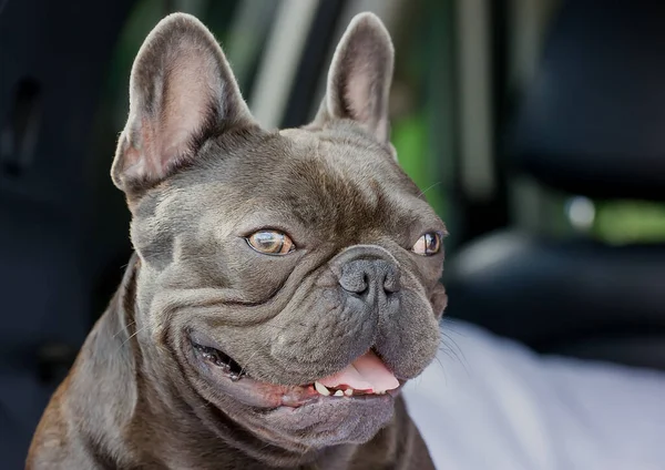 Prachtig Hondenras Frans Bulldog Portret Close — Stockfoto