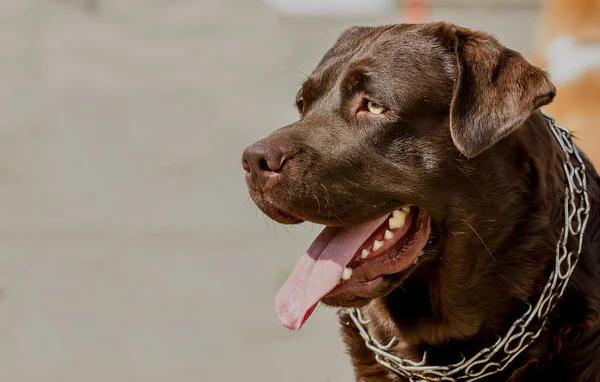 Güzel köpek ırkı Çikolatalı Labrador Retriever portresi. yakın plan