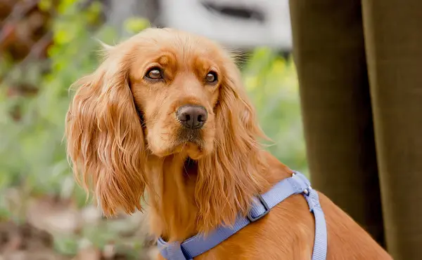 Portret Van Een Hond Van Het Ras American Cocker Spaniel — Stockfoto