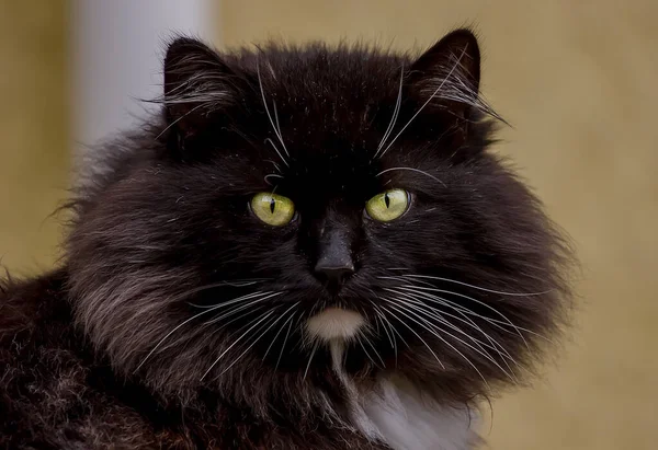 Schöne Flauschige Schwarze Katze Porträt Nahaufnahme — Stockfoto