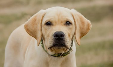 Güneşli bir günde Labrador Retriever cinsinin güzel yavrusu. portre