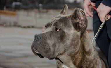 İtalyan Cane Corso 'nun köpeği ve etkileyici bir görünüm. yakın plan