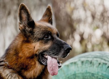 Güzel Köpek Yetiştirme Alman Çoban Portresi. yakın plan