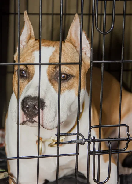 美国斯塔福德郡种狗的狗被关在笼子里 特写镜头 — 图库照片