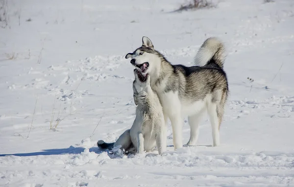 Δύο Σκύλοι Παίζουν Στο Χιόνι Μια Καθαρή Χειμωνιάτικη Μέρα Κοντινό — Φωτογραφία Αρχείου