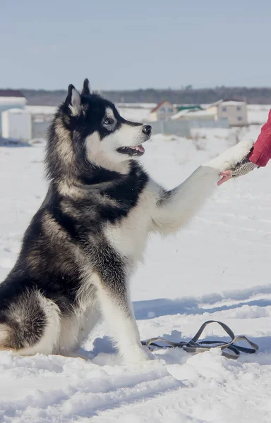 Pes Plemeno Aljaška Malamute Dal Tlapu Muže Winter Jasný Den — Stock fotografie