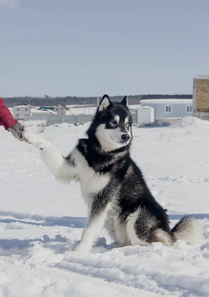 Amigável Cão Malamute Alasca Dia Inverno Claro Close — Fotografia de Stock