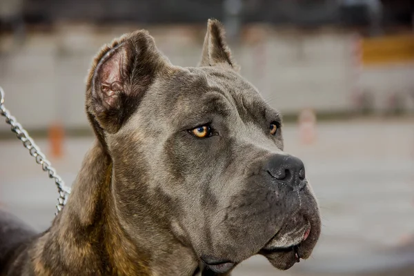 Dog Fajta Olasz Cane Corso Kifejező Megjelenés Közelkép — Stock Fotó