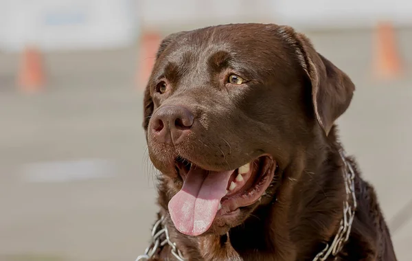 Mooi Hondenras Chocolate Labrador Retriever Portret Close — Stockfoto