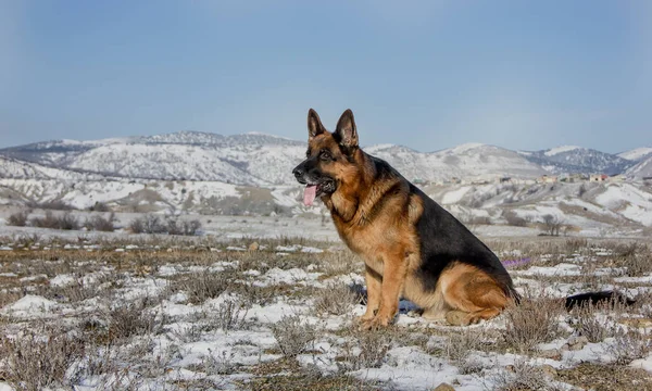 Alman Çoban Köpeği, dağların arka planında. yakın plan