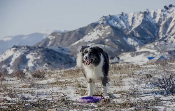 Kışın dağlarda güzel bir Border Collie köpeği. Açık Gün