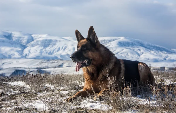 Big Dog Breed German Shepherd Background Mountains Close — Stock Photo, Image