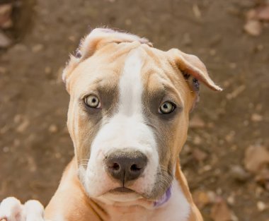 Güzel Amerikan Staffordshire Terrier köpeği. yakın plan