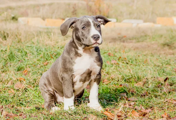 Hermoso Cachorro Americano Staffordshire Terrier Primer Plano —  Fotos de Stock