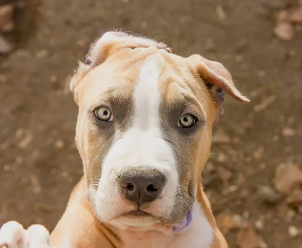 Beautiful American Staffordshire Terrier puppy. close-up