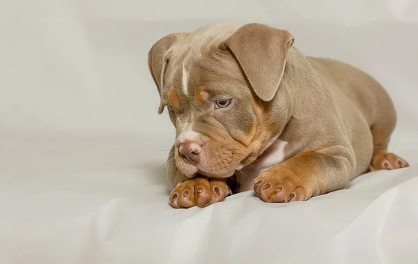Portrait of a beautiful puppy of breed American Bully in the studio. detail