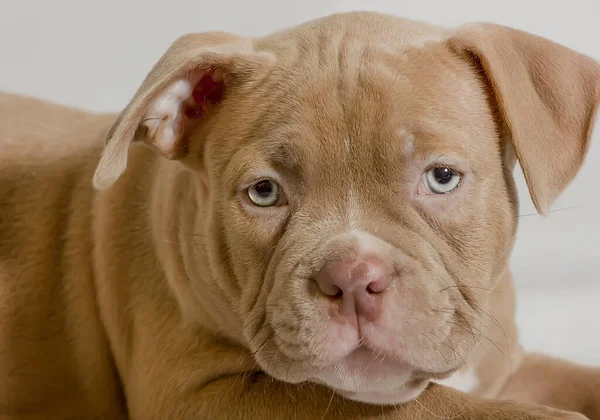 Portrait of a beautiful puppy of breed American Bully in the studio. detail