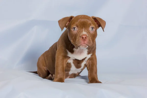 Portrait Beautiful Puppy Breed American Bully Studio Detail — Stock fotografie