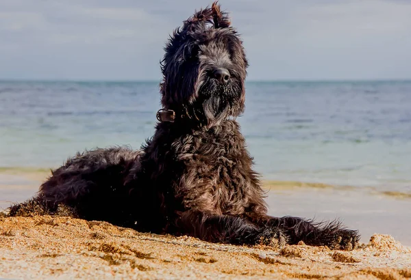 Beautiful black dog of the Giant Schnauzer breed on the seashore on a sunny day. close-up