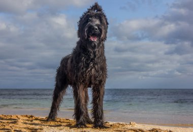 Beautiful black dog of the Giant Schnauzer breed on the seashore on a sunny day. close-up