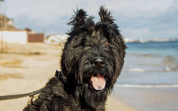 Beautiful Black Dog Giant Schnauzer Breed Seashore Sunny Day Close — стокове фото