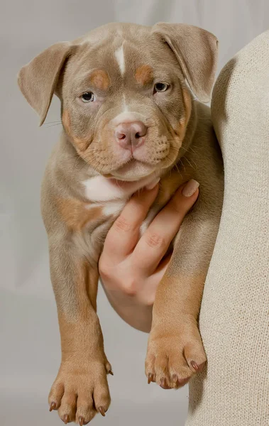 Beautiful Purebred Puppy Arms Girl Portrait — Zdjęcie stockowe