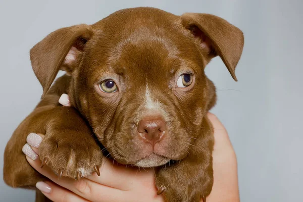 Beautiful purebred puppy in the arms of the girl. portrait