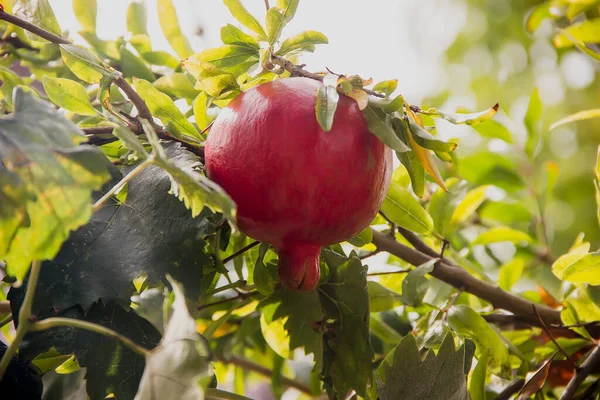 Ripe Beautiful Pomegranates On a tree on a clear day. Close-up