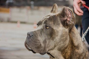 Portrait of a beautiful dog of breed Italian Cane Corso. close-up