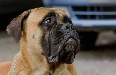 Portrait of a beautiful dog of the Italian breed Cane Corso with an expressive look. Detail