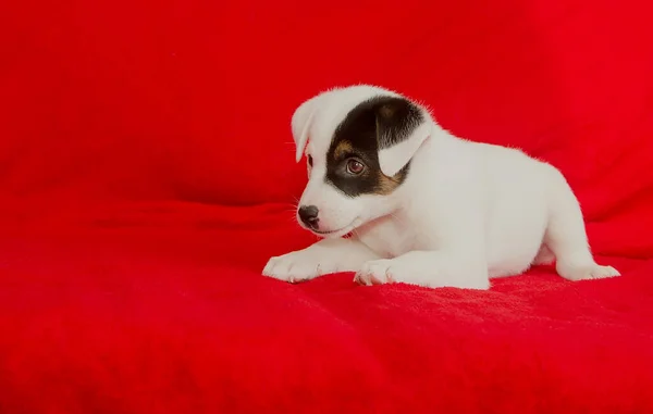 Beautiful White Purebred Puppy Red Background Studio Close — Foto de Stock